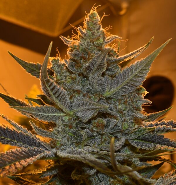 Dosi-Bru - Image 3